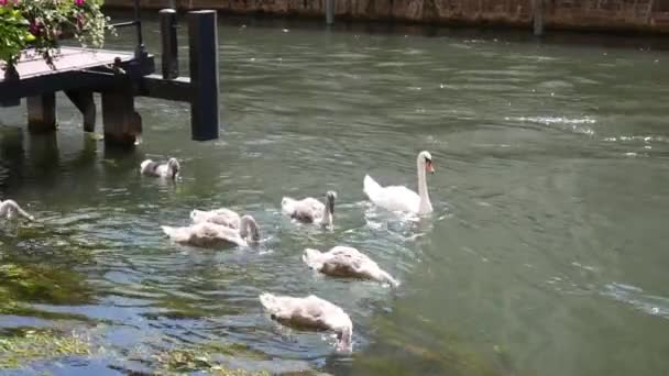 Strasbourg France July 2017 Swan His Young River Strasbourg Close — Vídeos de Stock