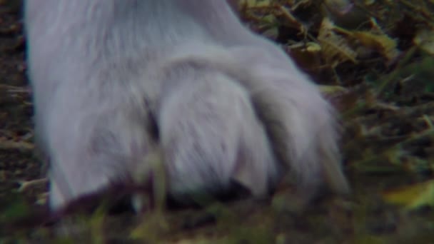 Close Dogs Paw Standing Dirt Slow Motion — Vídeos de Stock