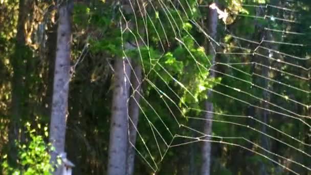 Big Garden Spider Net Tilting Fast – Stock-video