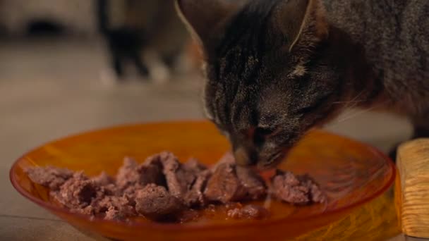 Γάτα Τρώνε Κρέας Χαριτωμένο — Αρχείο Βίντεο