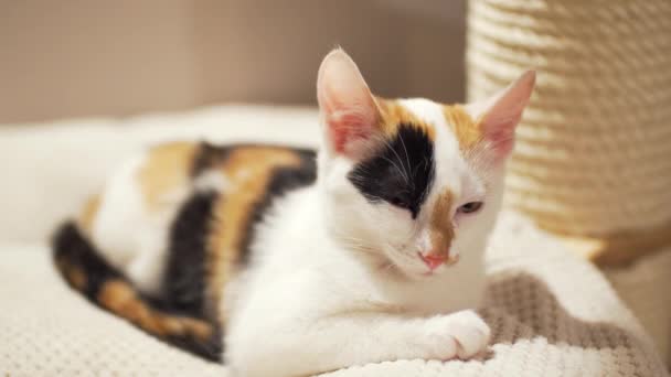 Comfortable Cat Relaxation Close — Vídeo de Stock