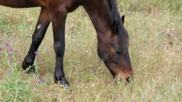 Brown Donkey Horse Grazing Meadow Soft Light — Video