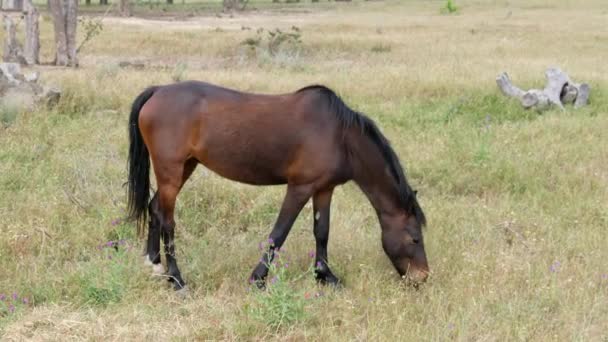 Brown Donkey Horse Grazing Meadow Soft Light — Stok Video