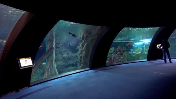 Panoramic View Aquarium — Vídeo de stock