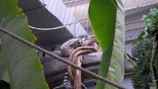 Close View Lemur Standing Tree While Looking Camera — Stock Video