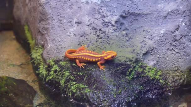 Close View Orange Salamander — Stockvideo
