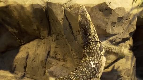 Monitor Lizard Trying Climb Rock — ストック動画