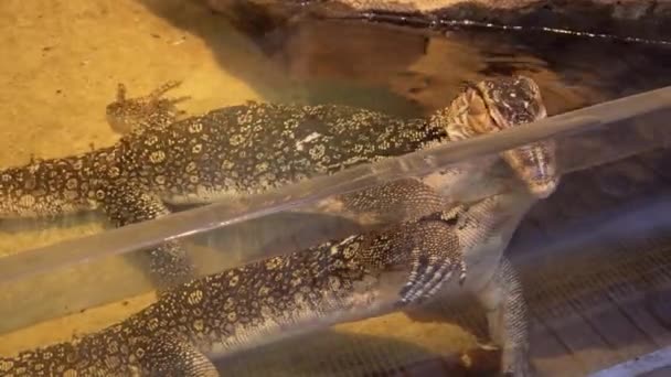 Close View Monitor Lizard Captivity Moving Water — Stockvideo