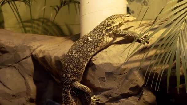 Monitor Lizard Trying Climb Rock Falling Water — Stockvideo