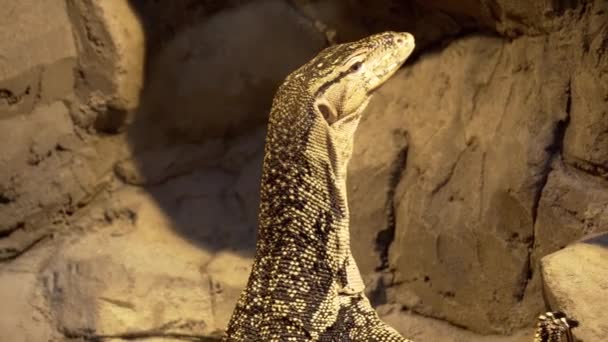 Close View Head Monitor Lizard Coming Out Water — Wideo stockowe