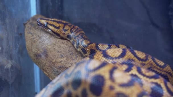 Big Snake Moving Tree Zoo — Stock video