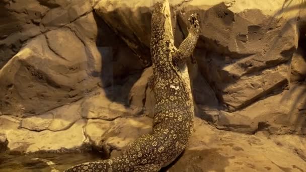 Monitor Lizard Trying Climb Rock — Stockvideo