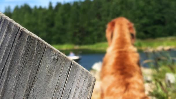 Viszla Dog Sitting Jetty Watching Man Boy Boat Rack Focus — Vídeo de Stock