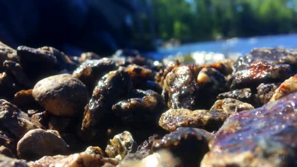 Закрытие Небольших Камней Скальном Пляже Погруженных Воду Небольшая Волна Смывает — стоковое видео