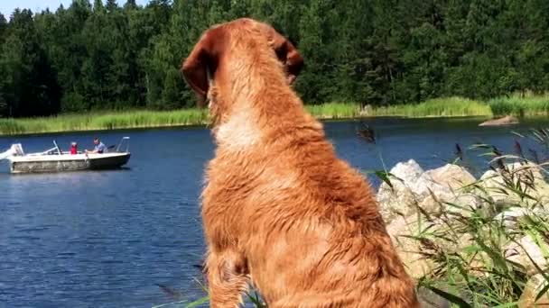 Well Behaved Dog Waiting Patiently Dock — Vídeo de Stock