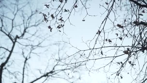 Майже Порожні Гілки Дерева Блакитним Небом Фоні — стокове відео