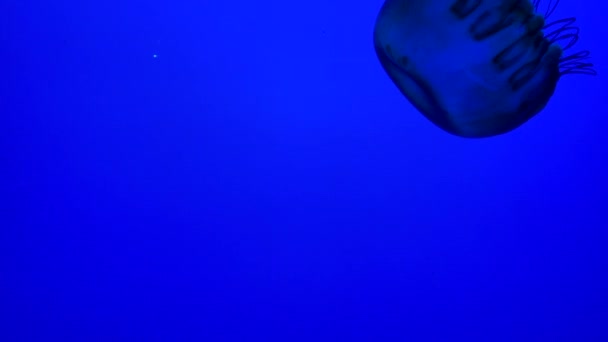 Wielokolorowe Meduzy Pływanie Pojawiające Się Poza Ramą — Wideo stockowe