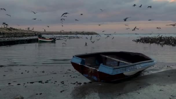 Boat Beach Surrounded Seagulls — Stockvideo