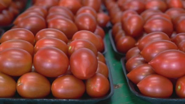 Fresh Packaged Roma Tomatoes Pan — Stok video