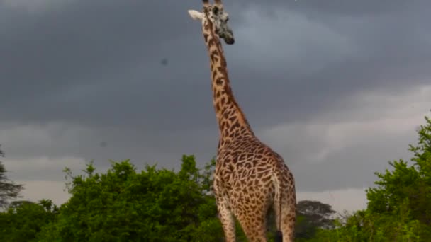 Amazing Footage Giraffe Nairobi National Park — Wideo stockowe