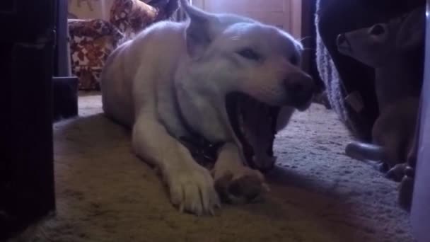 Slow Motion White Dog Laying Living Room Carpet Yawns Well — Wideo stockowe