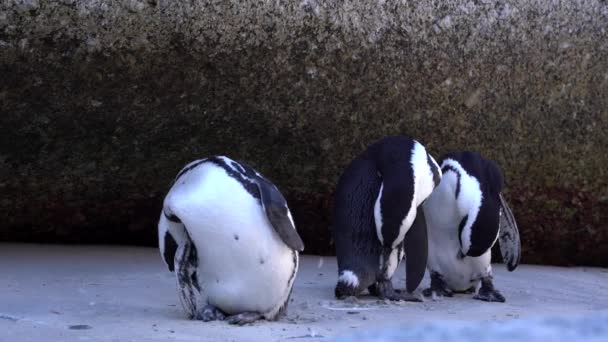 Three Penguins Grooming Themselves — 图库视频影像