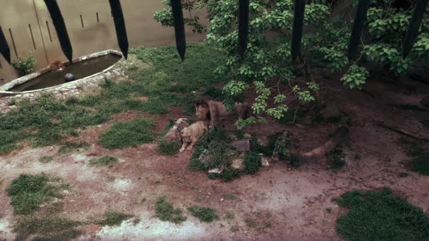 Лев Львица Отдыхают Деревом Клетке Зоопарка — стоковое видео