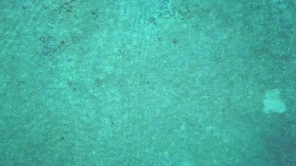Stunning Flight Descending Turtle Turquoise Ocean Mabul Malaysia — Stock videók