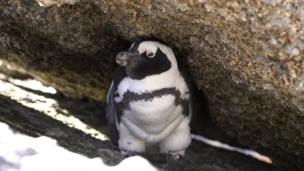Penguin Rock — Video Stock