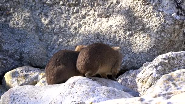 Dassie Horax Small Animal Related African Elephant — Stockvideo