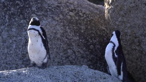 Two Penguins Rock Cape Town — Video Stock