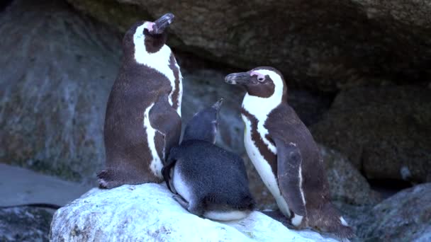 Penguin Family Standing Together Rock — 图库视频影像