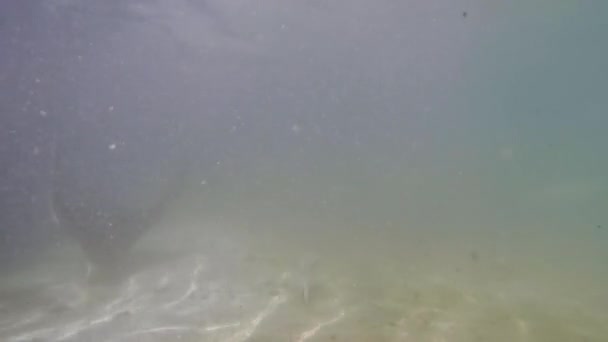 Spotted Eagle Ray Other Fish Swimming Murky Watter — Stock videók