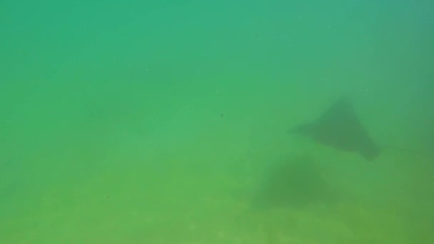 Spotted Eagle Ray Swimming Green Water — Stockvideo
