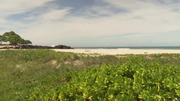 Пышная Трава Кисть Переднем Плане Большими Волнами Ударяя Пляжу Фоновом — стоковое видео