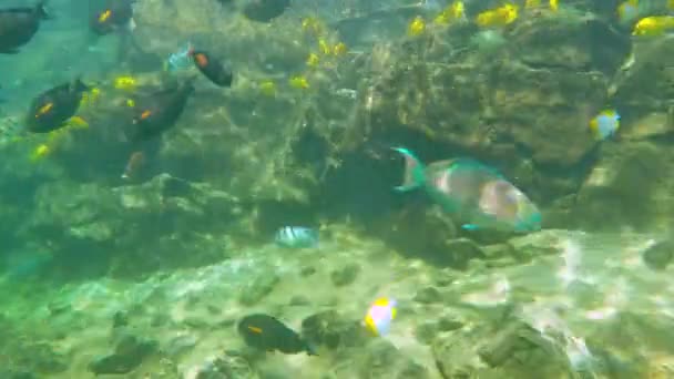 Numerous Fish Swimming Underwater Reef — Stockvideo