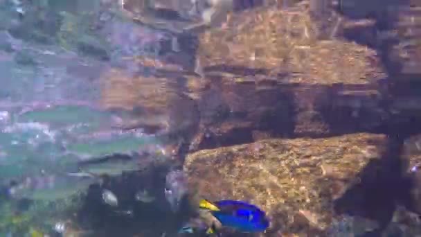 Κίτρινο Tangs Και Άλλα Ψάρια Που Τρέφονται Από Την Επιφάνεια — Αρχείο Βίντεο