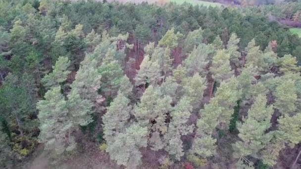 German Forest Zuelpich Nrw — Vídeos de Stock