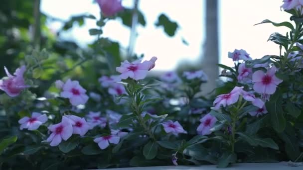 Beautiful Flowers City Garden Bright Summer Day — Vídeo de Stock