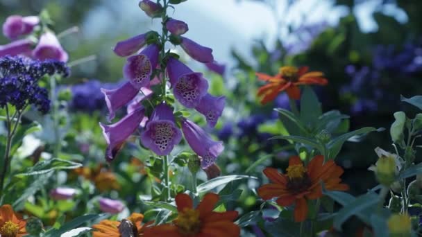 Beautiful Flowers City Garden Bright Summer Day — Stockvideo