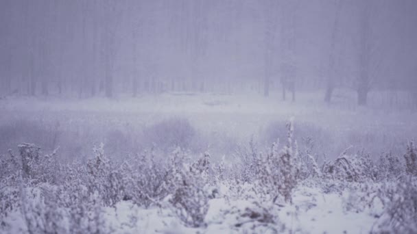 Wide Shot Winter Snow Storm Blizzard Landscape Looking Agricultural Field — Wideo stockowe