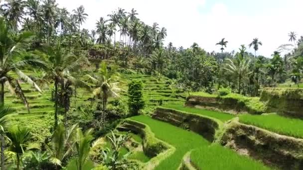 Low Drone Shot Valley Rice Terraces Ubud Bali Indonesia — Vídeo de Stock