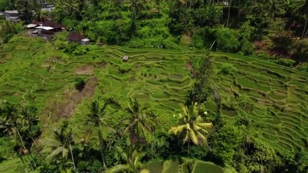 Drone Tilt Reveal Shot Rice Terraces Ubud Bali Indonesia — Vídeo de Stock
