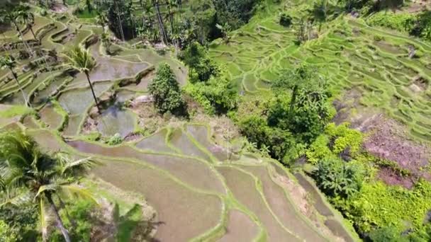 Drone Opening Reveal Shot Amazing Valley Rice Terraces Ubud Bali — Vídeo de Stock