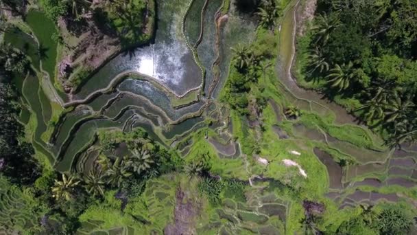 Drone Top Πλάνο Του Ρυζιού Paddies Ubud Στο Μπαλί Ινδονησία — Αρχείο Βίντεο
