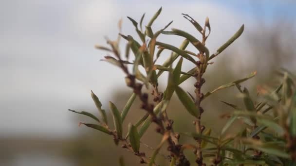 Some Dune Plants Wind Slow Motion Typical Dutch Dunes Texel — 图库视频影像