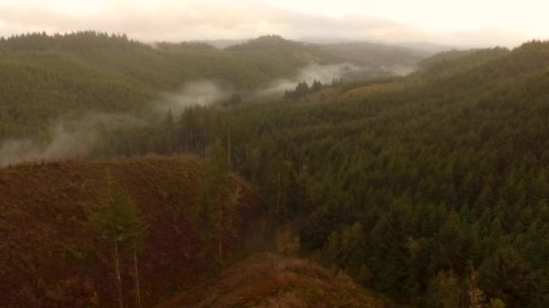 Aerial Footage Drone Descending Pine Tree Forest Coos County Oregon — Stock video