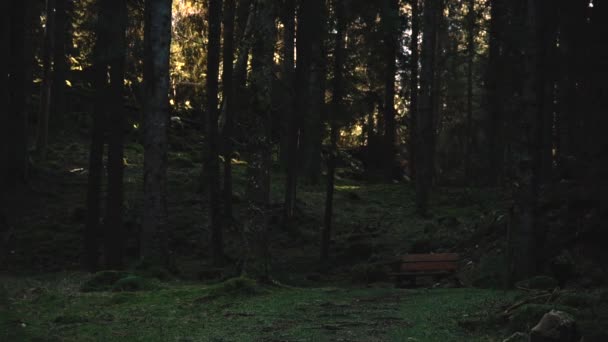 Beautiful Landscape Wooden Bench Middle Moody Autumnal Forest — Vídeo de Stock