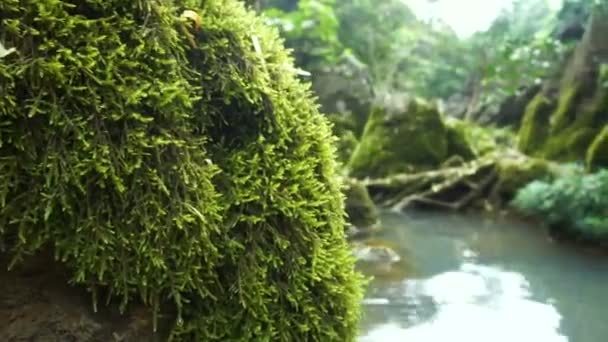 Rock Moss Water — Stockvideo