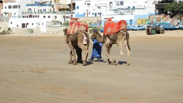 Two Camels Two Berbers Walking Sandy Beach Morocco — 图库视频影像